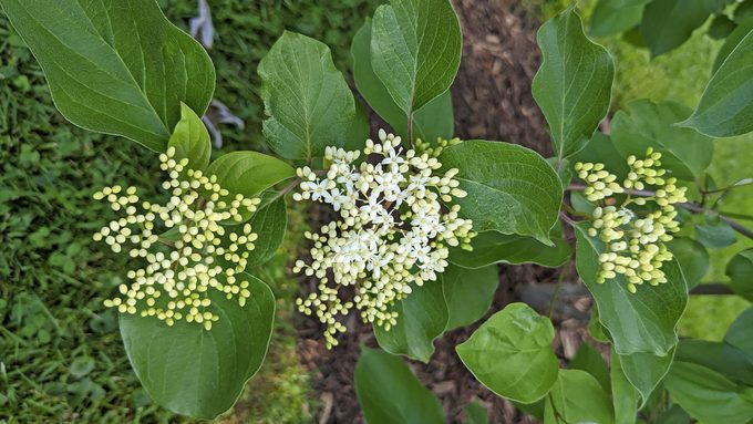 A branch of a silky dogwood shrub in spring with clusters of white flowers.