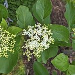 Attract More Birds With a Silky Dogwood Shrub