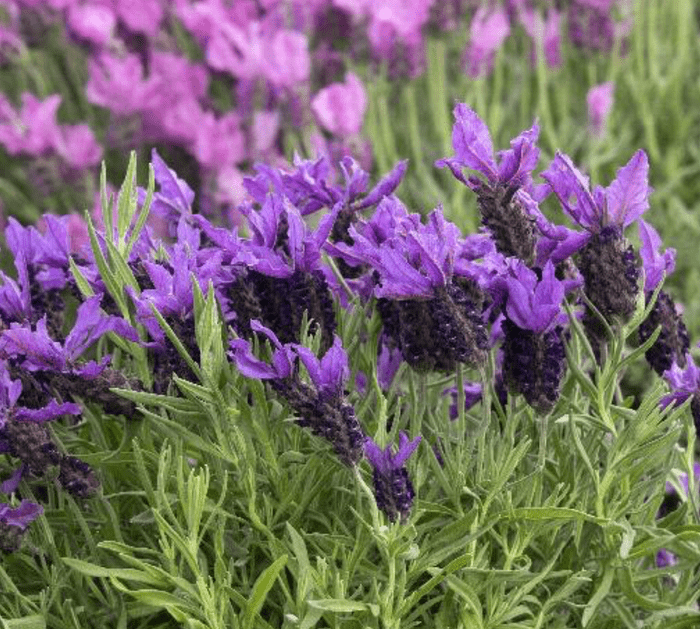Spanish Lavender, purple perennials