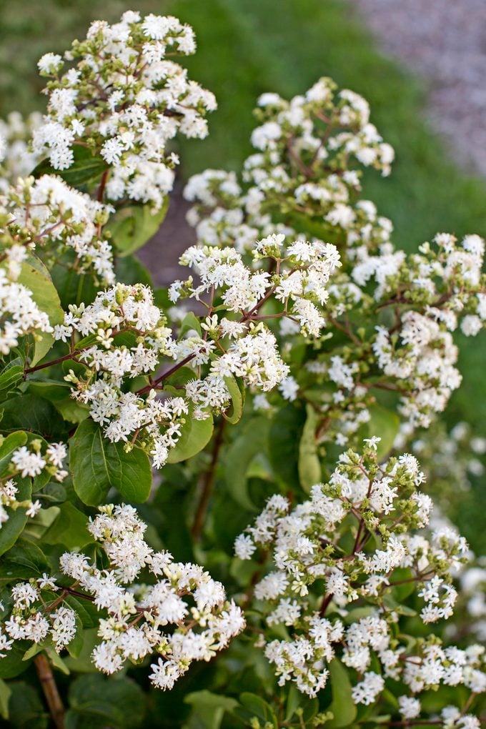 A Tianshan seven-son flower in summer with clusters of white flowers.
