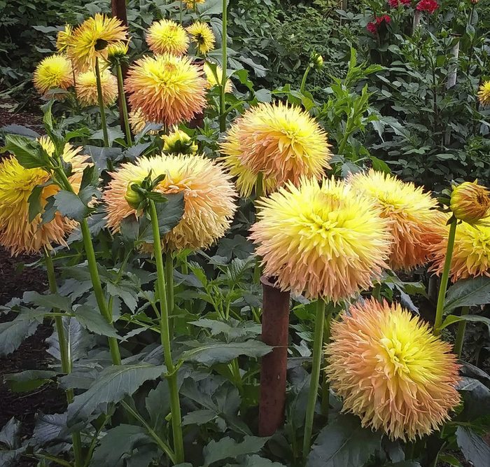 types of dahlias, A cluster of Windhaven Mac dahlias with yellow, peachy blooms.