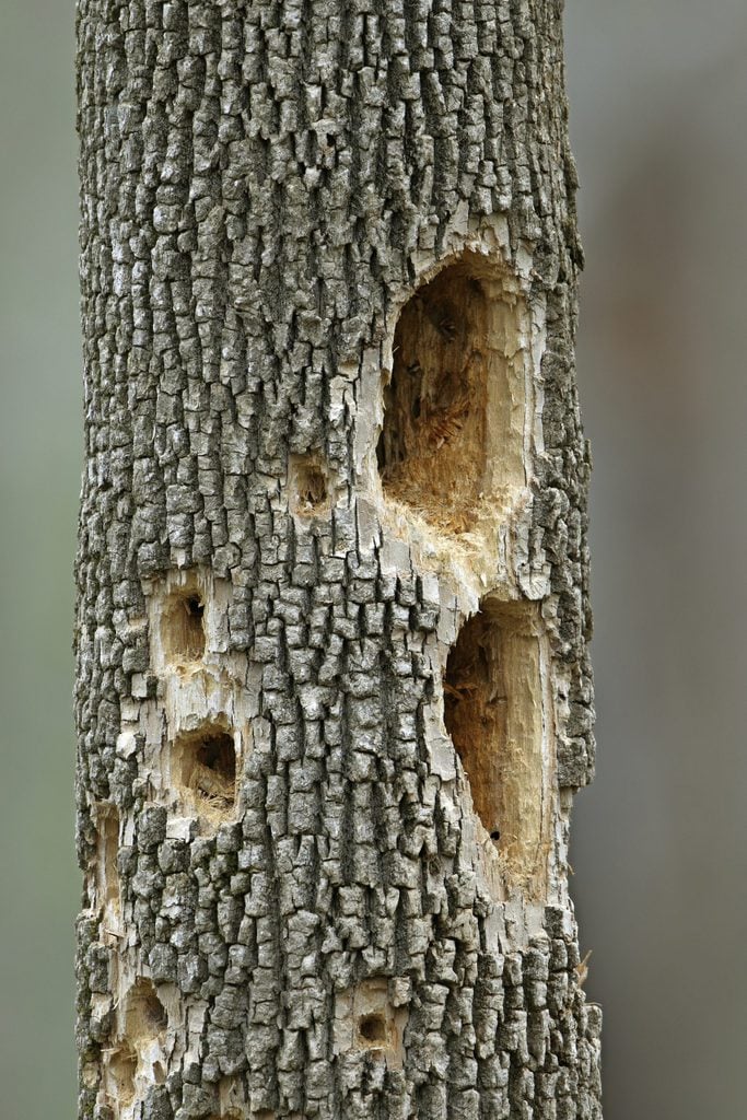 woodpecker facts, A tree trunk full of woodpecker holes.