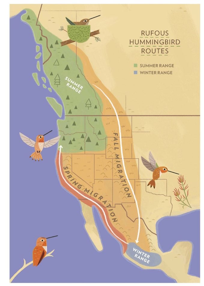 Rufous hummingbird migration map