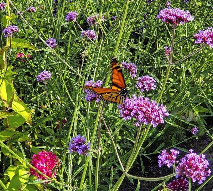 Monarch butterfly on tall verbena