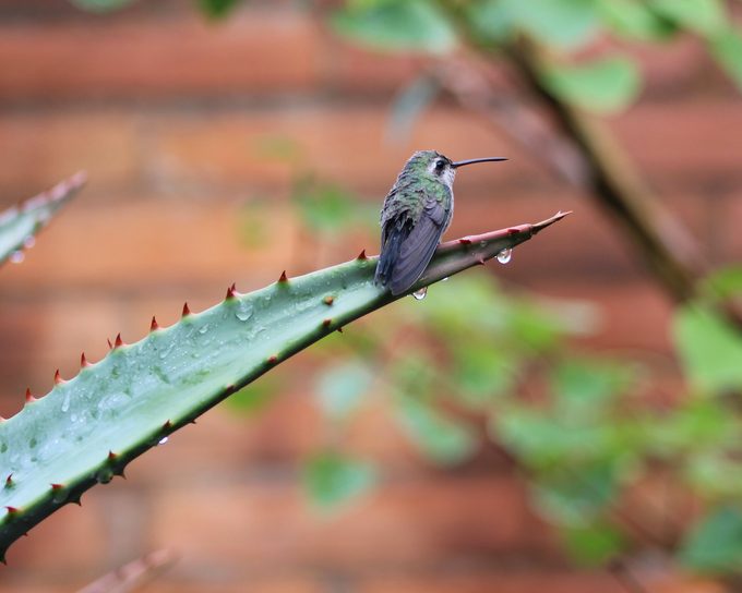 hummingbird on agave plant