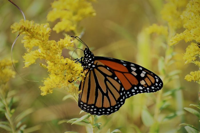 249790472 1 Lynn Johnson Bnb Bypc2020, pictures of monarch butterflies