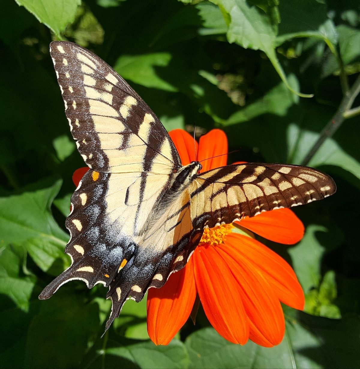 Blundering Gardener: Love butterflies? Learn how to feed caterpillars