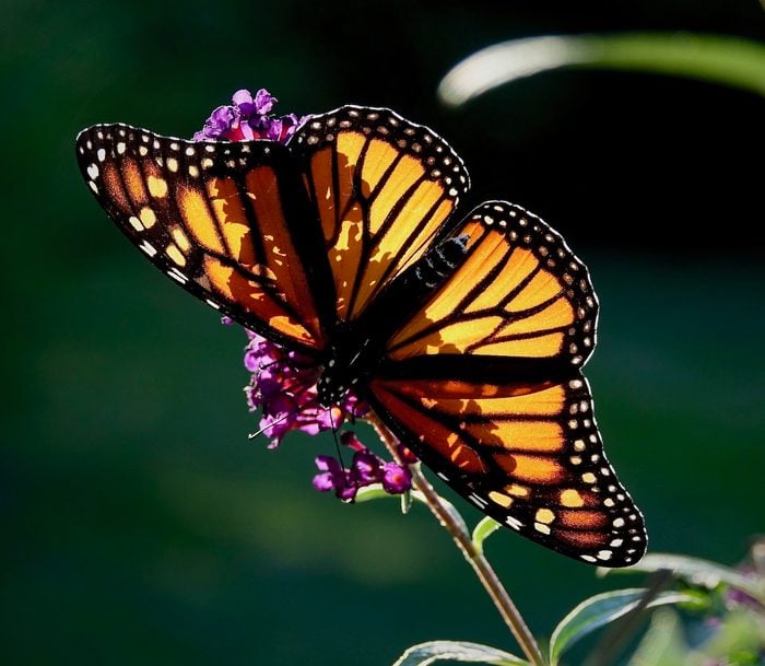 250439228 1 Richard Bodette Bnb Bypc2020, pictures of monarch butterflies