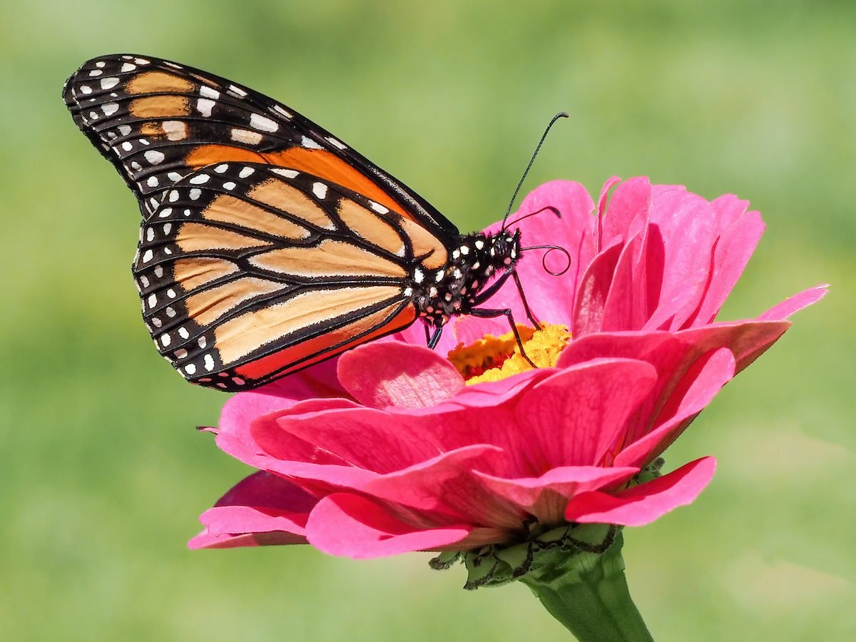 What (and How) Do Monarch Butterflies Eat? - Birds and Blooms