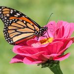 What (and How) Do Monarch Butterflies Eat?