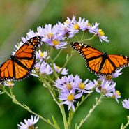 20 Must-See Pictures of Monarch Butterflies