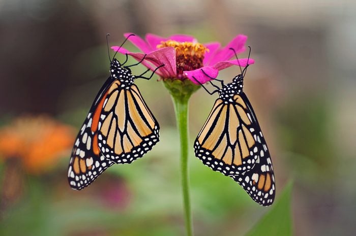 253383497 1 Joanna Wolff Bnb Bypc2020, pictures of monarch butterflies