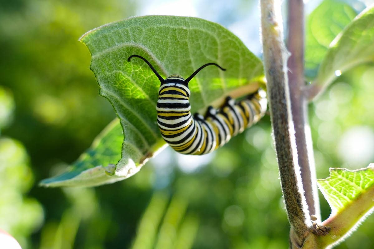 What Does a Monarch Caterpillar Look Like? - Birds and Blooms