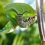 What Does a Monarch Caterpillar and Chrysalis Look Like?