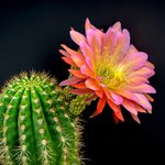 15 Beautiful Pictures of Cactus Flowers