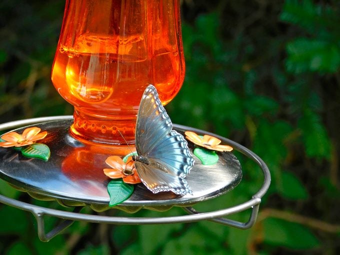 Red-spotted purple butterfly at a sugar-water feeder