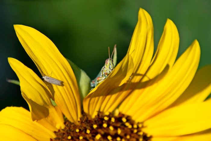 A Grasshopper With A Good Look Out Spot From A Sunflower In My Garden, pictures of bugs