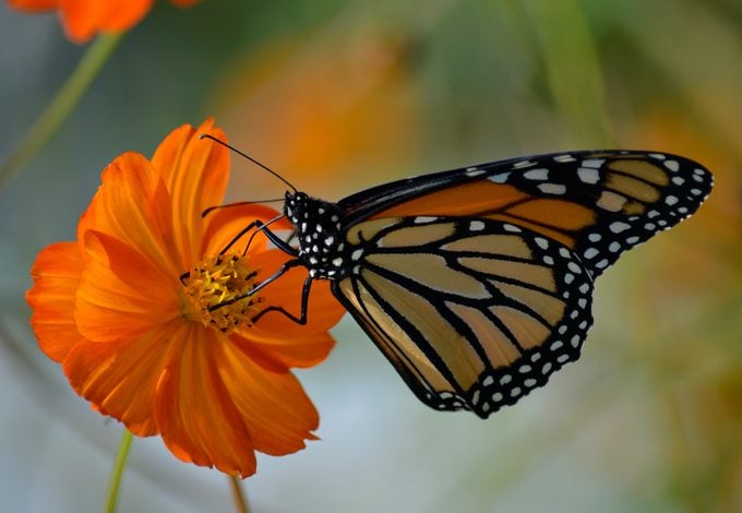 monarch butterfly predators