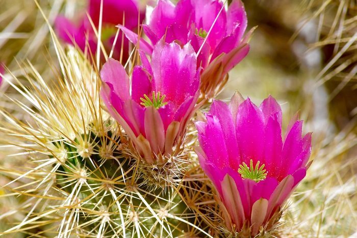 275968071 1 Anna Smith Bnb Bypc 2021, cactus flowers