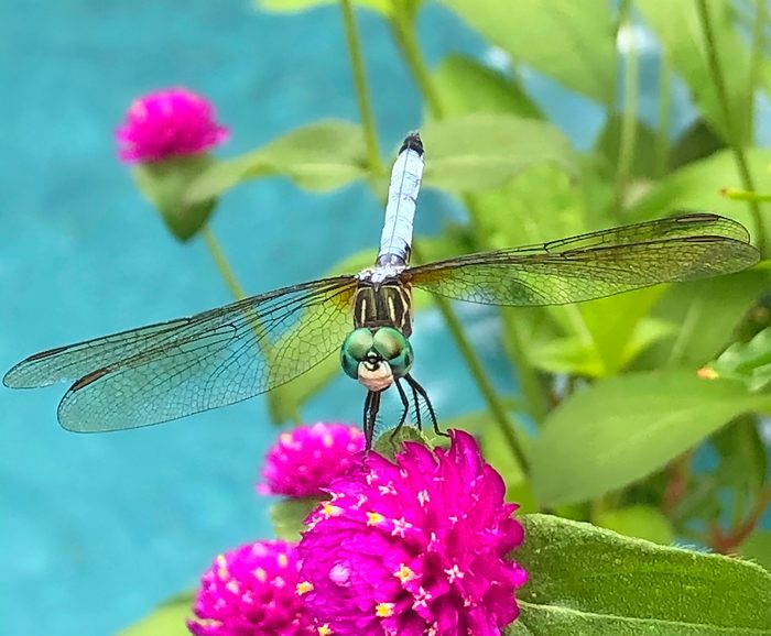 The Dragonflies Loved The Globe Amaranth., pictures of bugs