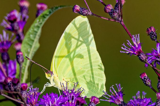 yellow monarch butterfly, cloudless sulphur