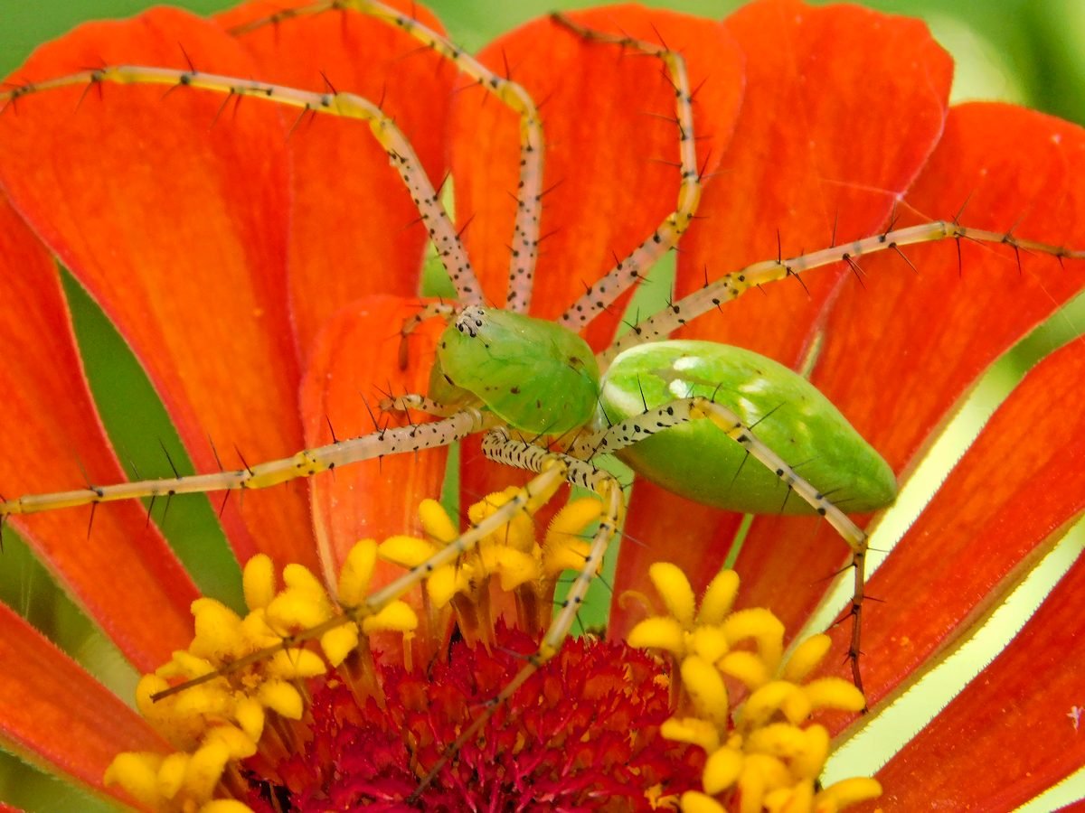 7 Creepy Crawly Garden Spider Facts