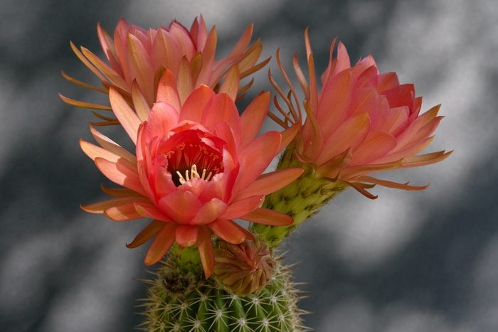 278219155 1 Dwayne Mann Bnb Bypc 2021, cactus flowers