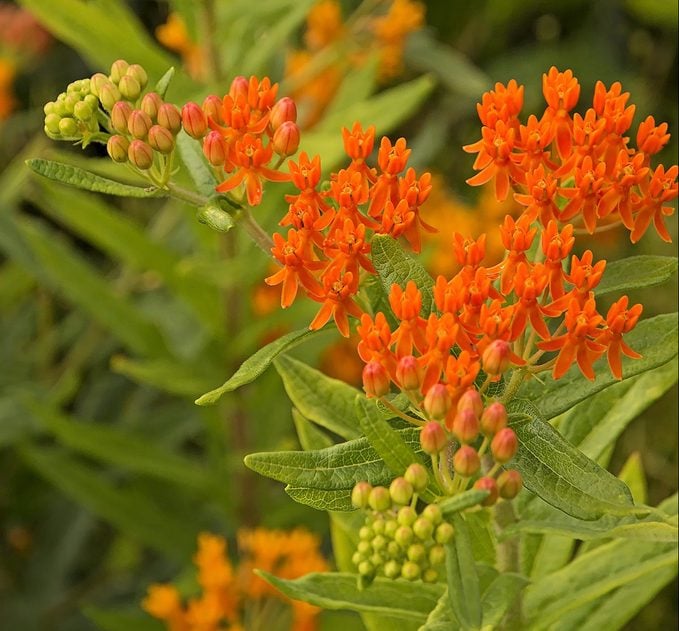 2828 Asclepias Tuberosa Gay Butterflies 7238, butterfly weed