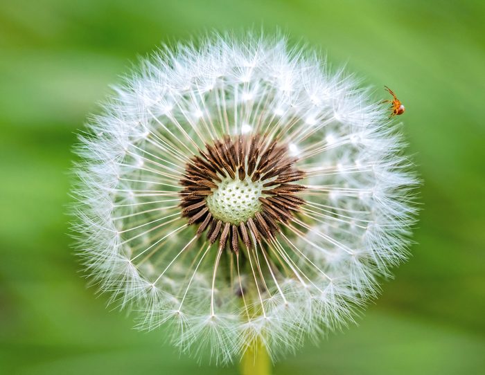 Dandelion And Tiny Spider, pictures of spiders