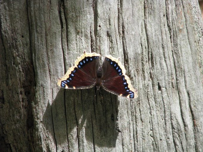 mourning cloak butterfly, do butterflies hibernate