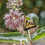 Grow Showy Milkweed in Arid Conditions