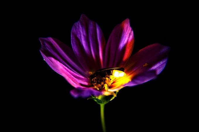 A lightning bug lands in the center of a pink cosmos flower and lights it with a soft glow as its petals begin to furl for the evening.