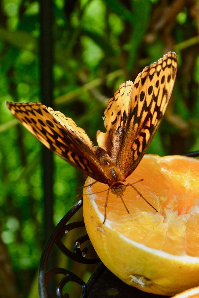 Great spangled fritillary butterfly visiting an orange