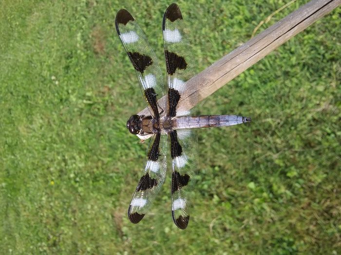 skimmer dragonfly