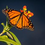 Is Tropical Milkweed Bad for Monarchs?