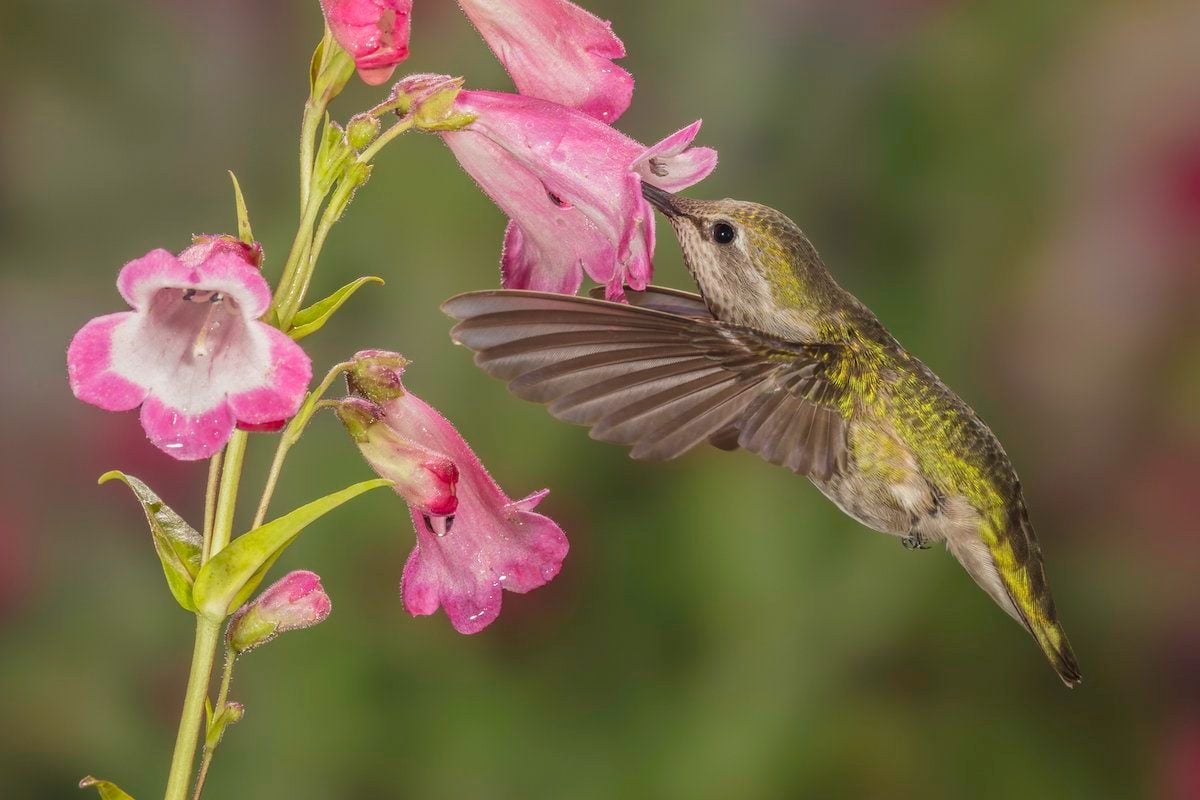  Hummingbirds Love Drought-Tolerant Penstemon Flowers