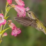Hummingbirds Love Drought-Tolerant Penstemon Flowers