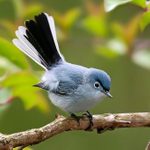 How to Identify a Blue Gray Gnatcatcher
