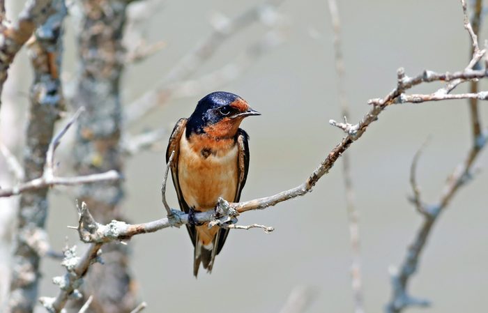 A barn swallow sits on a branch, surveying the area for insects.