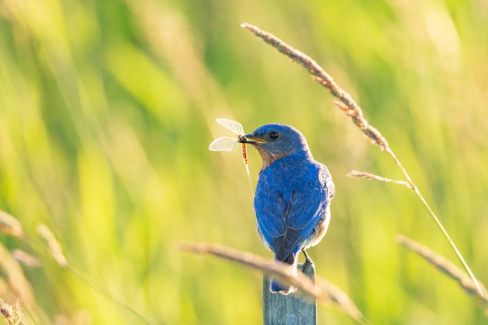 insect eating birds, bluebird