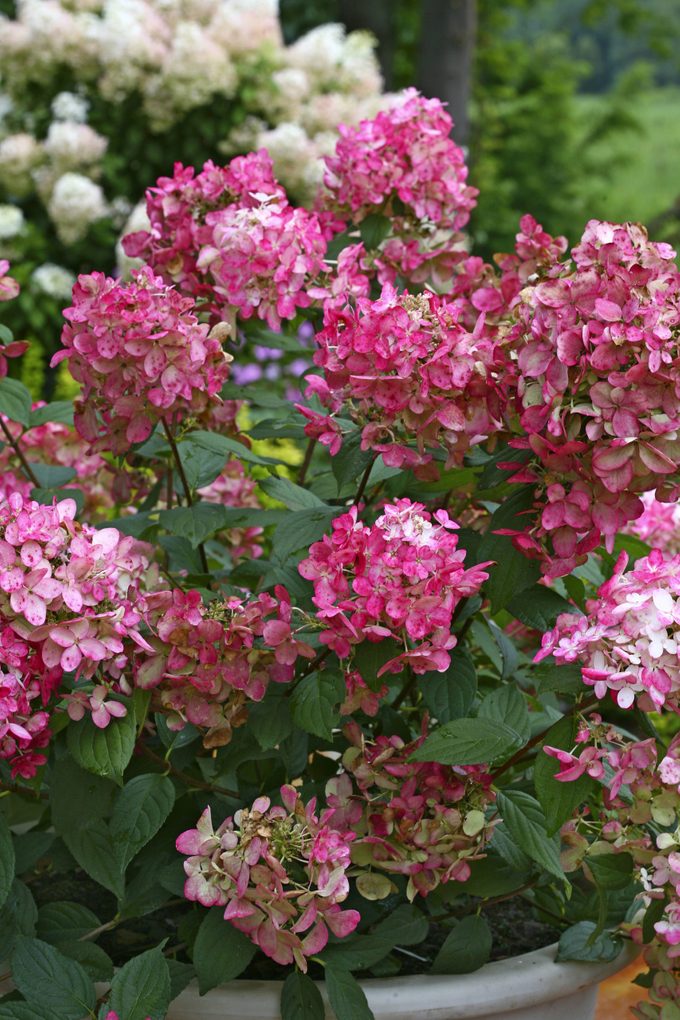 Fire Light panicle hydrangea features pink and white flower clusters.