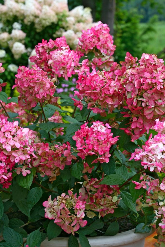 Fire Light panicle hydrangea features pink and white flower clusters.
