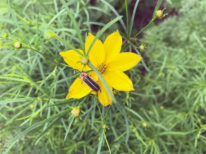 Firefly on a Yellow Flower, Whorled Coreopsis or Pot-of-gold