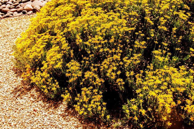 Drought Tolerant Yellow Damianita Wildflowers Used in Landscaping