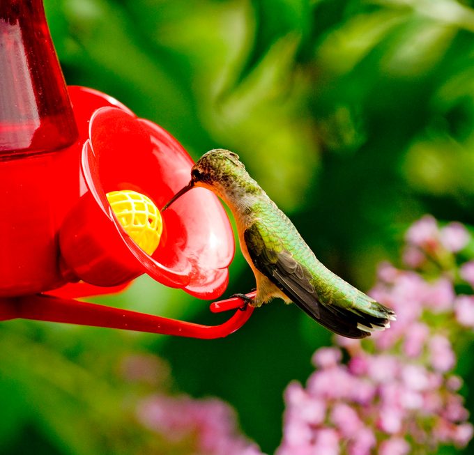 Colorful Hummingbird On Backyard Feeder