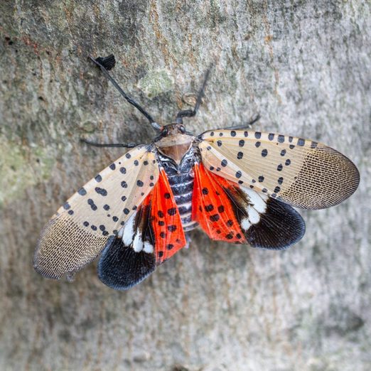 If You Find a Spotted Lanternfly in Your Yard, This Is What to Do