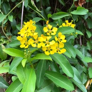 Yellow flowers on green butterfly vine