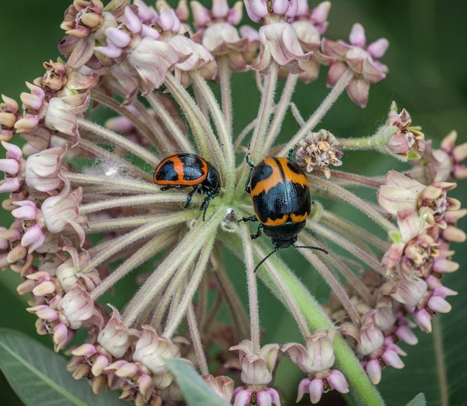Milkweed beetle (Labidomera clivicollis). Male and female, Milkweed labidomera