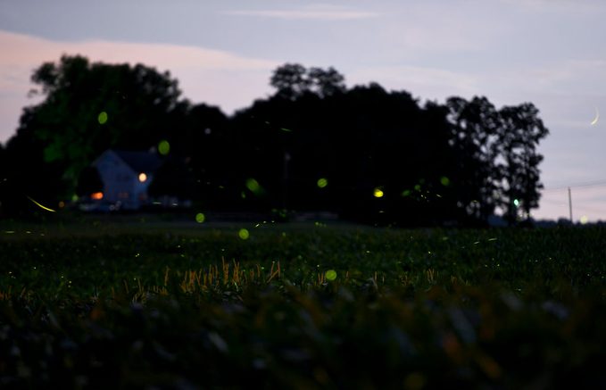Lightning bugs flicker while hovering over a cornfield in Amity Township on Tuesday, June 19, 2018. IMAGE Weather Art Enterprise Wild Art RNP Really Neat Photo Last Look Spadea. Photo by Jeremy Drey