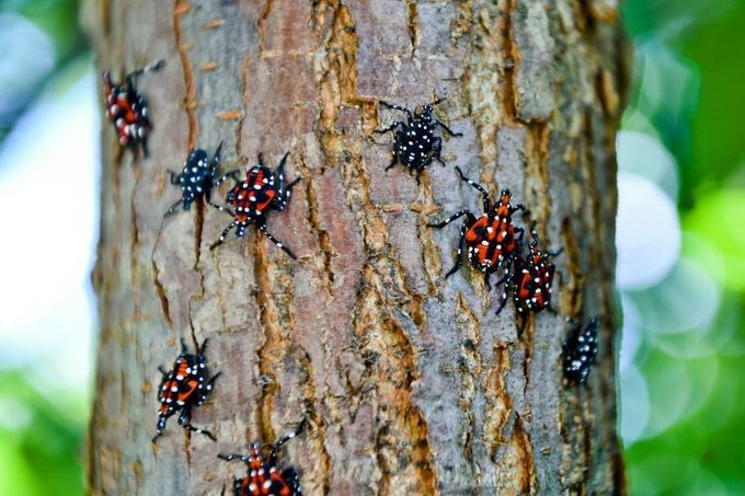 Spotted Lanternfly Nymphs Are Pictured Near The Pagoda On Monday July 16 2018 Photo By Natalie Kolb